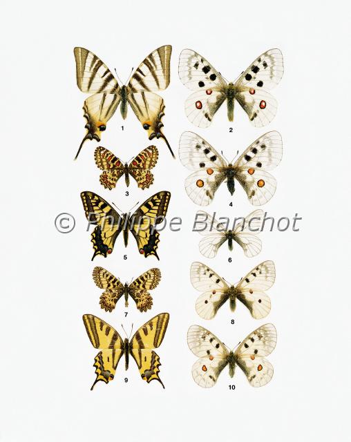 papillons 09.JPG - in "Le Guide Entomologique"Patrice Leraut et Philippe BlanchotEds Delachaux & Niestlé 2003Lépidoptères Rhopalocères1 Iphiclides podalirius (Linné), Le Flambé, Papilionidae2 mâle et 4 femelle, Parnassius apollo (Linné), L’Apollon, Papilionidae3 Zerynthia rumina (Linné), La Proserpine, Papilionidae5 Papilio machaon Linné, Le Machaon, Papilionidae6 Driopa mnemosyne (Linné), Femelle, Le Semi-apollon, Papilionidae7 Zerynthia polyxena cassandra (Geyer), La Diane, Papilionidae8 mâle et 10 femelle Parnassius phoebus sacerdos Stichel, Le Petit apollon, Papilionidae9 Papilio alexanor (Esper), L’Alexanor, Papilionidae